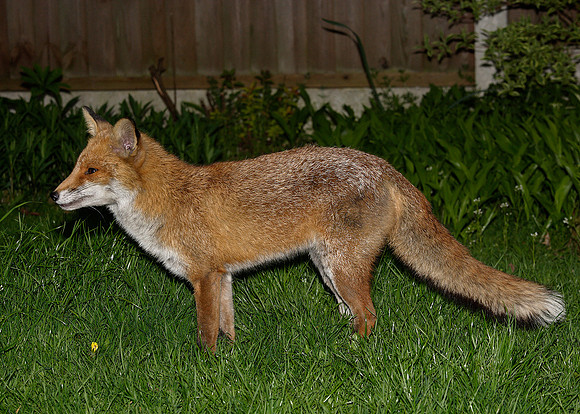 Red Fox Vulpes vulpes