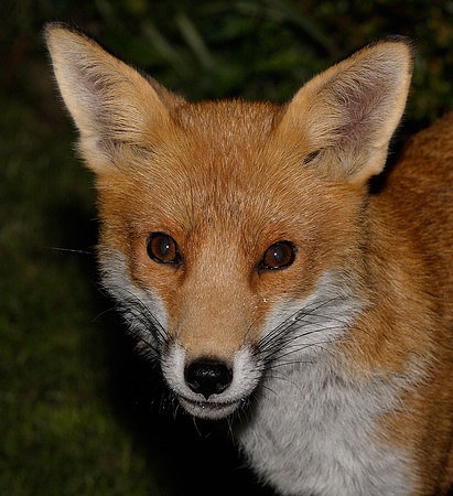Red Fox Vulpes vulpes