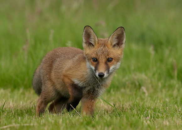 Red Fox Vulpes vulpes