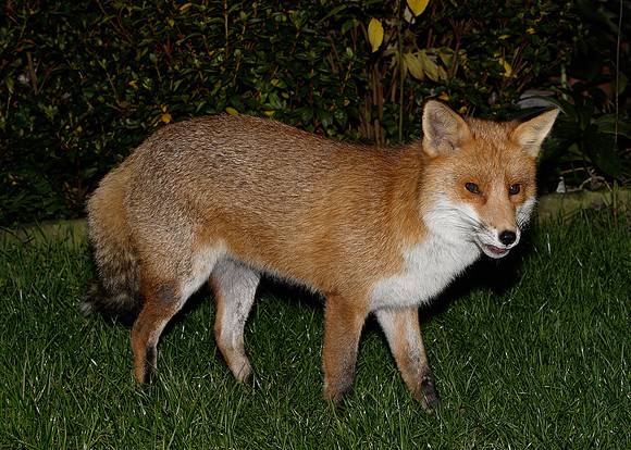 Red Fox Vulpes vulpes