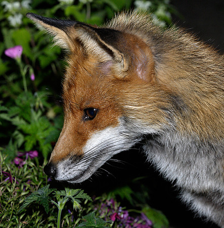 Red Fox Vulpes vulpes