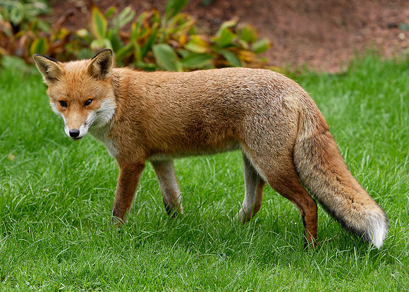 Red Fox Vulpes vulpes
