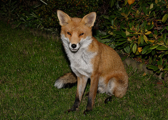 Red Fox Vulpes vulpes
