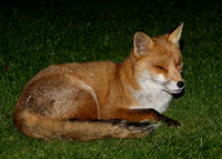 Red Fox Vulpes vulpes