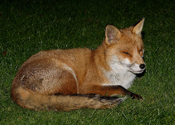 Red Fox Vulpes vulpes