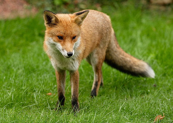 Red Fox Vulpes vulpes