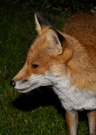 Red Fox Vulpes vulpes