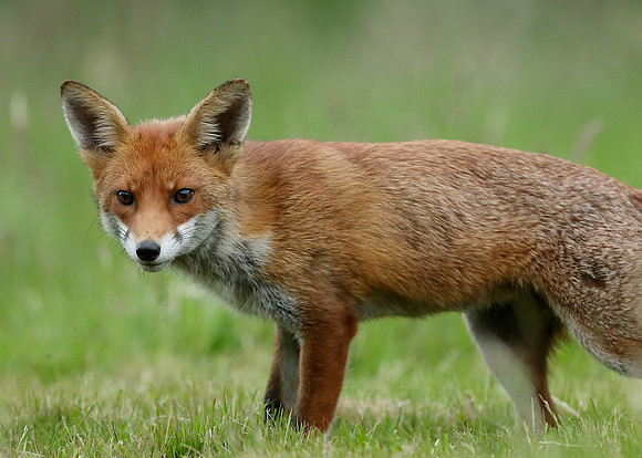 Red Fox Vulpes vulpes