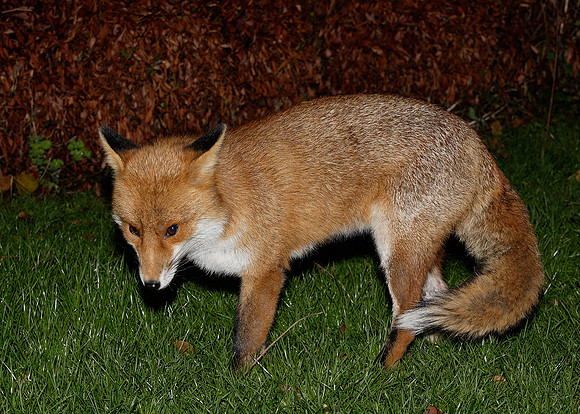 Red Fox Vulpes vulpes