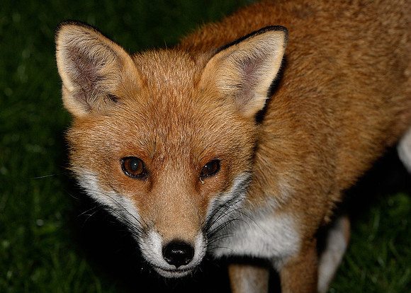 Red Fox Vulpes vulpes