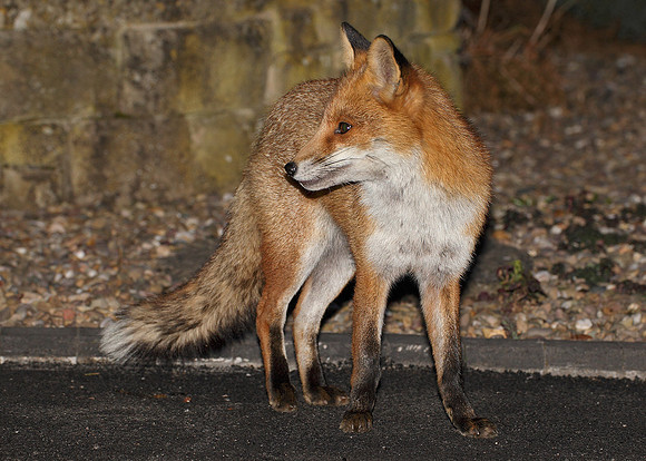 Red Fox Vulpes vulpes
