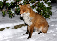 Red Fox Vulpes vulpes