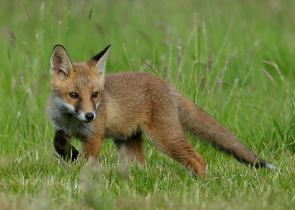 Red Fox Vulpes vulpes