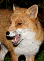 Red Fox Vulpes vulpes