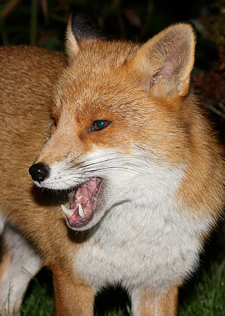 Red Fox Vulpes vulpes