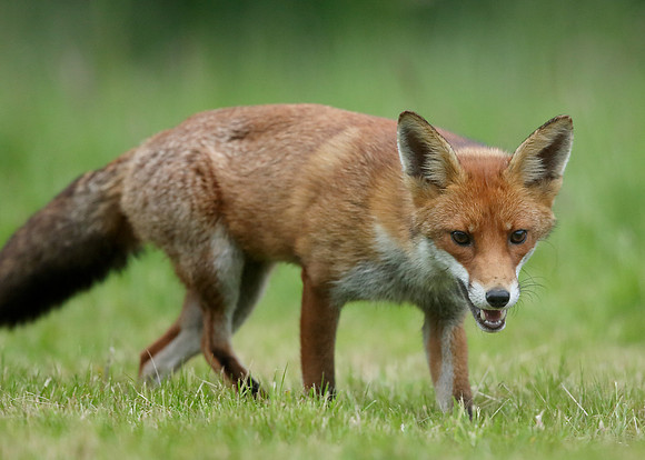 Red Fox Vulpes vulpes