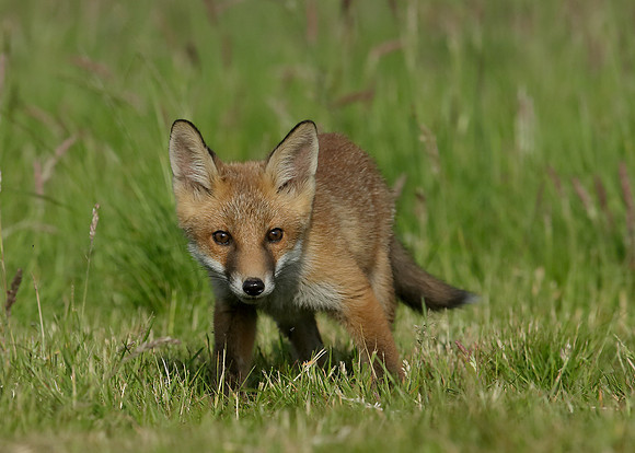 Red Fox Vulpes vulpes