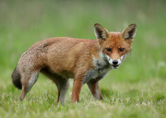 Red Fox Vulpes vulpes