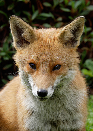 Red Fox Vulpes vulpes