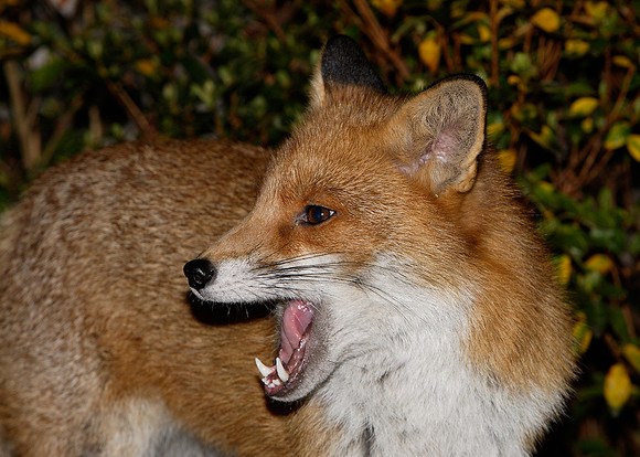 Red Fox Vulpes vulpes