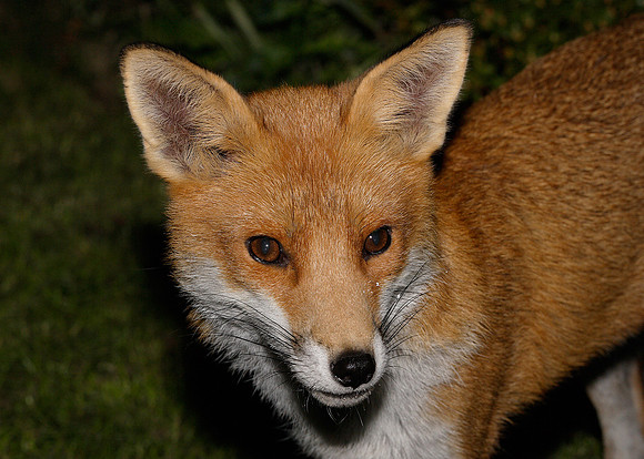 Red Fox Vulpes vulpes