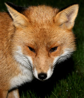 Red Fox Vulpes vulpes