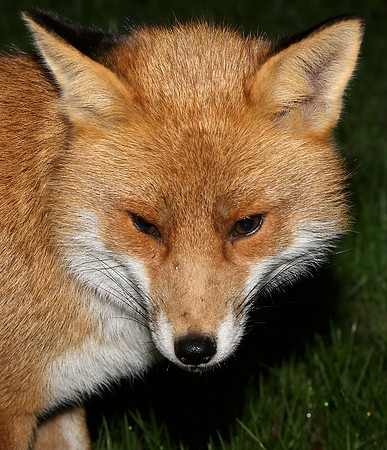 Red Fox Vulpes vulpes