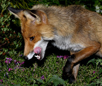 Red Fox Vulpes vulpes