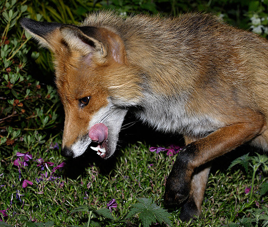 Red Fox Vulpes vulpes