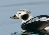 Long-tailed Duck Clangula hyemalis