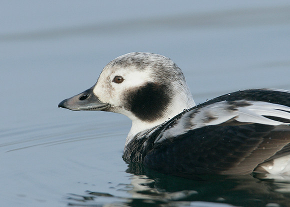Long-tailed Duck Clangula hyemalis