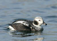 Long-tailed Duck Clangula hyemalis