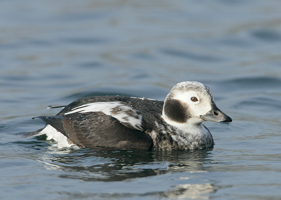 Long-tailed Duck Clangula hyemalis