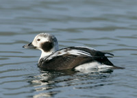 Long-tailed Duck Clangula hyemalis