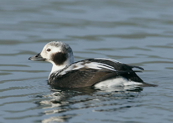 Long-tailed Duck Clangula hyemalis