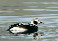 Long-tailed Duck Clangula hyemalis