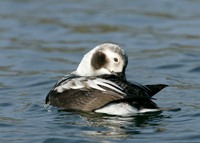 Long-tailed Duck Clangula hyemalis