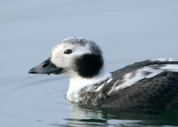 Long-tailed Duck Clangula hyemalis