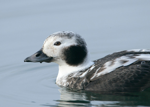 Long-tailed Duck Clangula hyemalis
