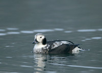 Long-tailed Duck Clangula hyemalis