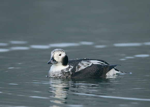 Long-tailed Duck Clangula hyemalis