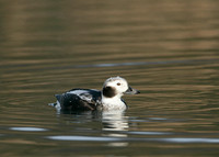 Long-tailed Duck Clangula hyemalis