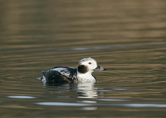 Long-tailed Duck Clangula hyemalis