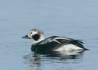 Long-tailed Duck Clangula hyemalis