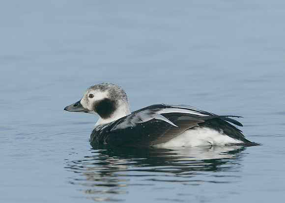 Long-tailed Duck Clangula hyemalis