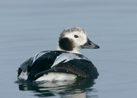 Long-tailed Duck Clangula hyemalis