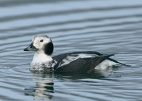 Long-tailed Duck Clangula hyemalis