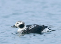 Long-tailed Duck Clangula hyemalis