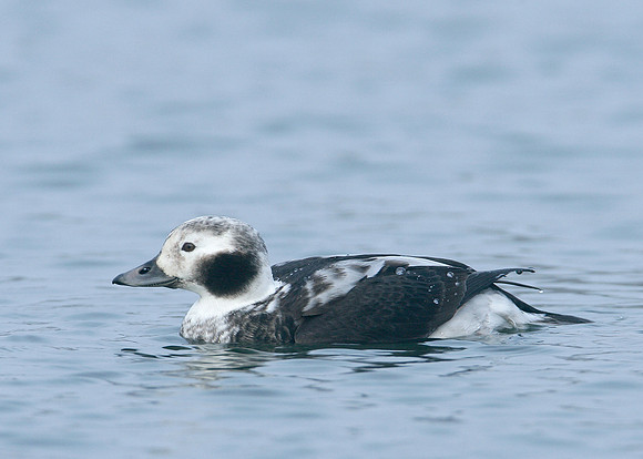 Long-tailed Duck Clangula hyemalis