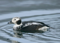 Long-tailed Duck Clangula hyemalis